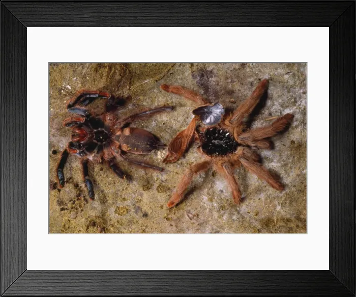 Framed Print : Orange / Red Birdeating Treespider / Tarantula - by moulted skin French Guayana Framed Print : Orange / Red Birdeating Treespider / Tarantula - by moulted skin French Guayana
