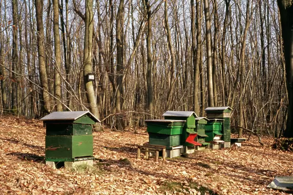 Honey Bee Hives In forest in winter