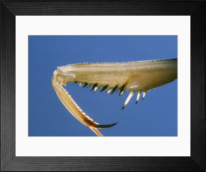 Framed Print : Praying Mantis - leg close-up Framed Print : Praying Mantis - leg close-up