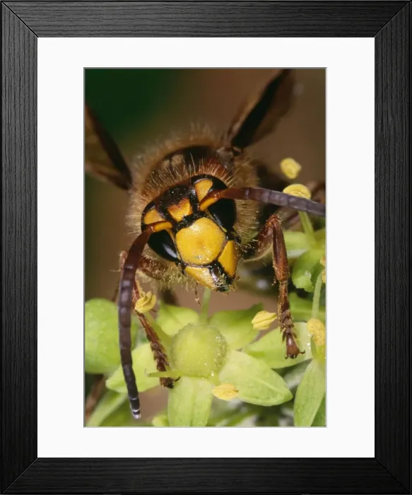 Framed Print : European Hornet Framed Print : European Hornet