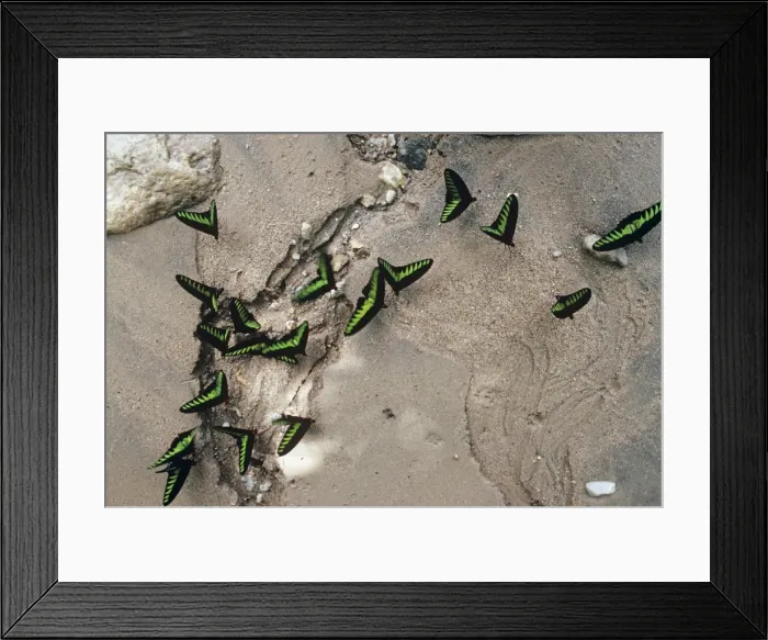 Framed Print : Rajah Brooke's Birdwing Butterflies Framed Print : Rajah Brooke's Birdwing Butterflies