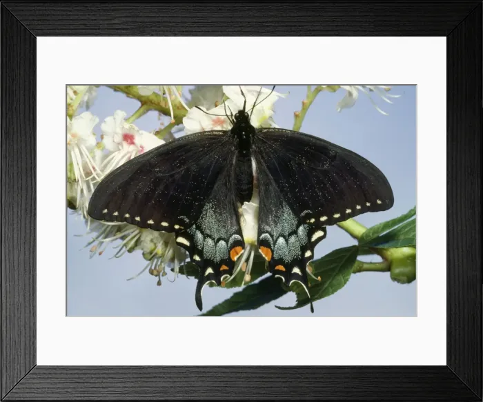 Framed Print : Tiger Swallowtail Butterfly - female Framed Print : Tiger Swallowtail Butterfly - female