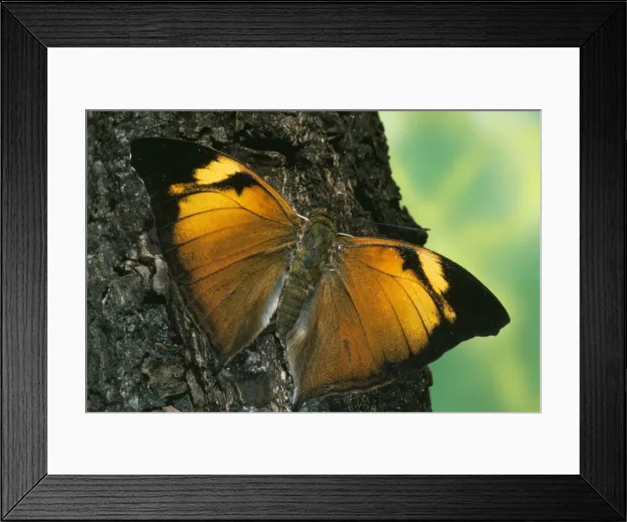 Framed Print : Leaf Wing Butterfly Framed Print : Leaf Wing Butterfly
