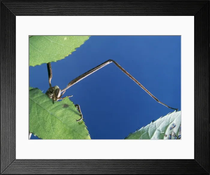 Framed Print : Stick Insect Female, eating leaf Framed Print : Stick Insect Female, eating leaf