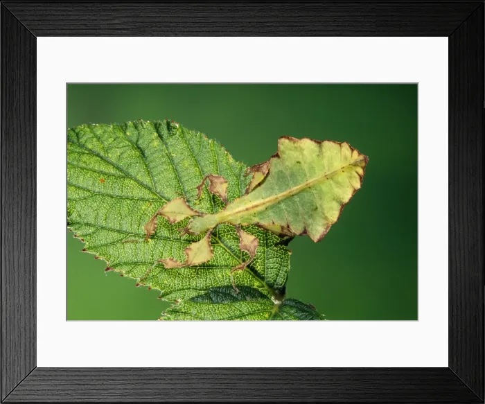 Framed Print : Leaf Insect Framed Print : Leaf Insect
