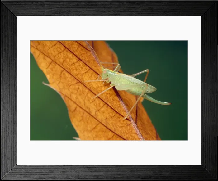 Framed Print : Oak Bush Cricket Framed Print : Oak Bush Cricket