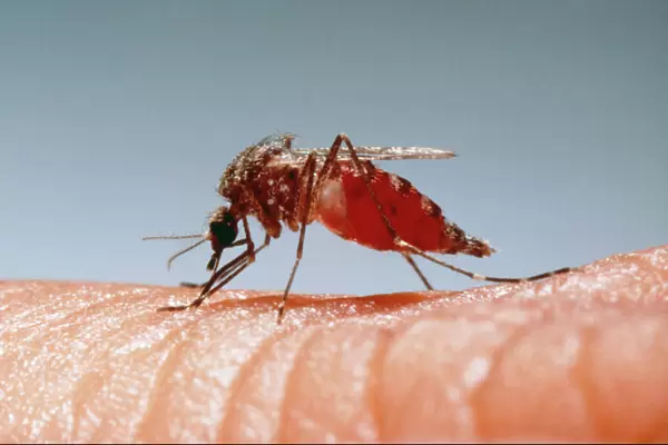 Mosquito Drinking blood