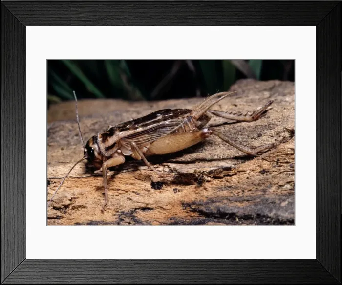 Framed Print : House Cricket - Male Framed Print : House Cricket - Male