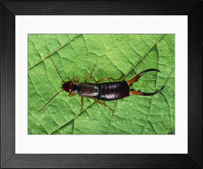 Framed Print : Earwig - Male Europe Framed Print : Earwig - Male Europe