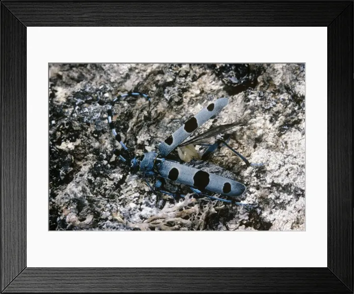 Framed Print : Rosalia Longicorn - with parasite eggs attached Framed Print : Rosalia Longicorn - with parasite eggs attached