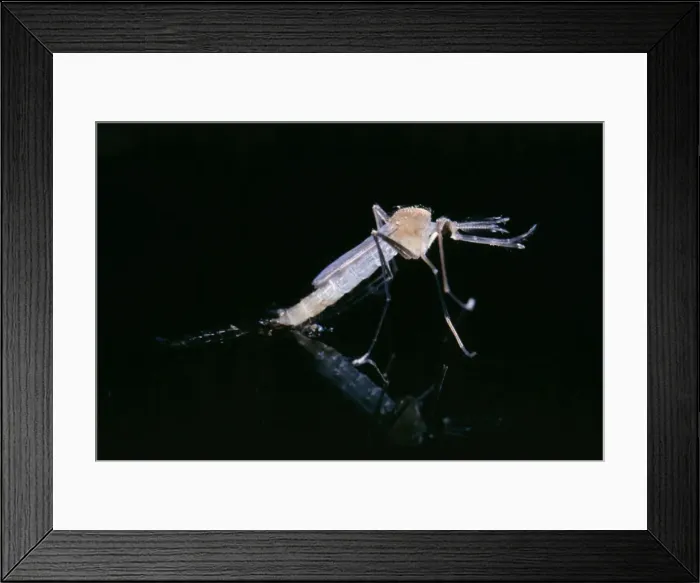 Framed Print : Mosquito Emerging from pupa on surface of water Framed Print : Mosquito Emerging from pupa on surface of water
