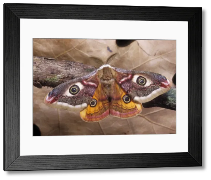 Framed Print : Common Emperor Moth Male