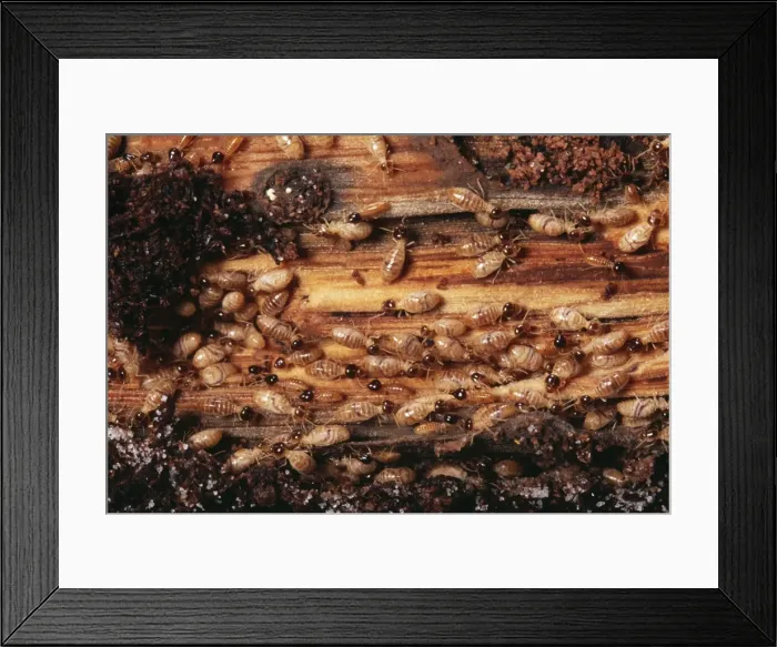 Framed Print : Termites Colony, Guadeloupe, West Indies Framed Print : Termites Colony, Guadeloupe, West Indies