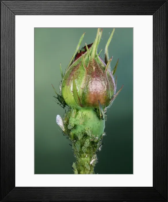 Framed Print : Rose Aphids On rose bud Framed Print : Rose Aphids On rose bud