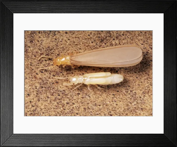 Framed Print : Termites Adult & nymph Framed Print : Termites Adult & nymph