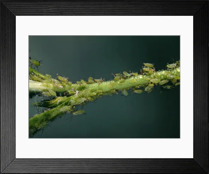 Framed Print : Rose Aphid Producing honeydew