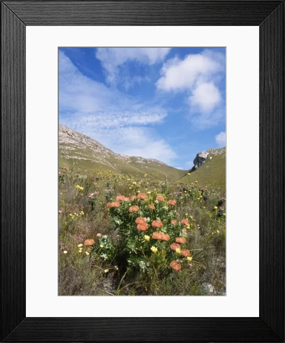 Framed Print : South Africa - Fynbos The Cape Floral Kingdom Framed Print : South Africa - Fynbos The Cape Floral Kingdom