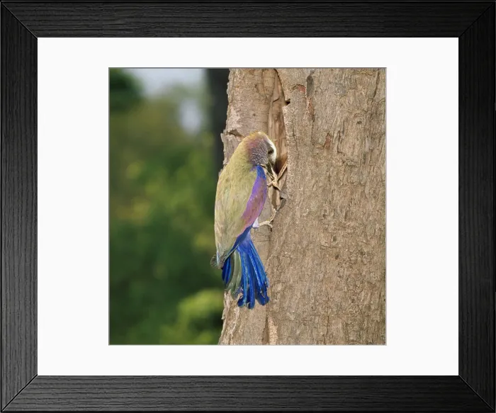 Framed Print : Purple Roller - with insect in beak Framed Print : Purple Roller - with insect in beak