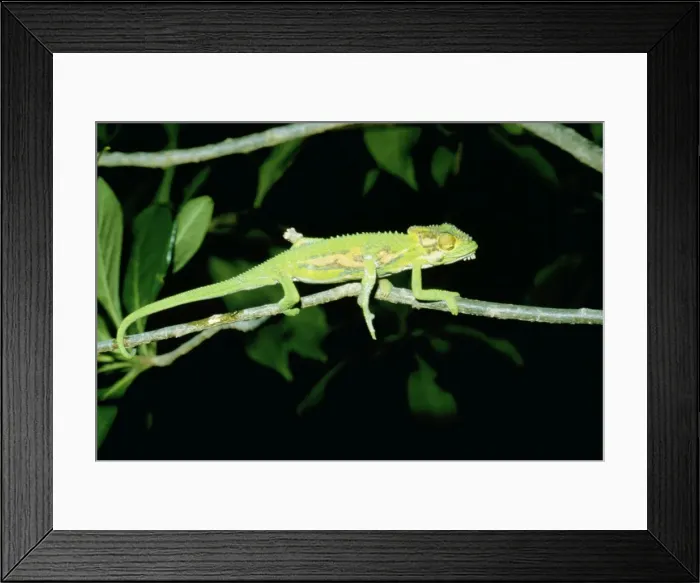 Framed Print : Cape Dwarf Chameleon - Five legs with an extra leg on its right side
