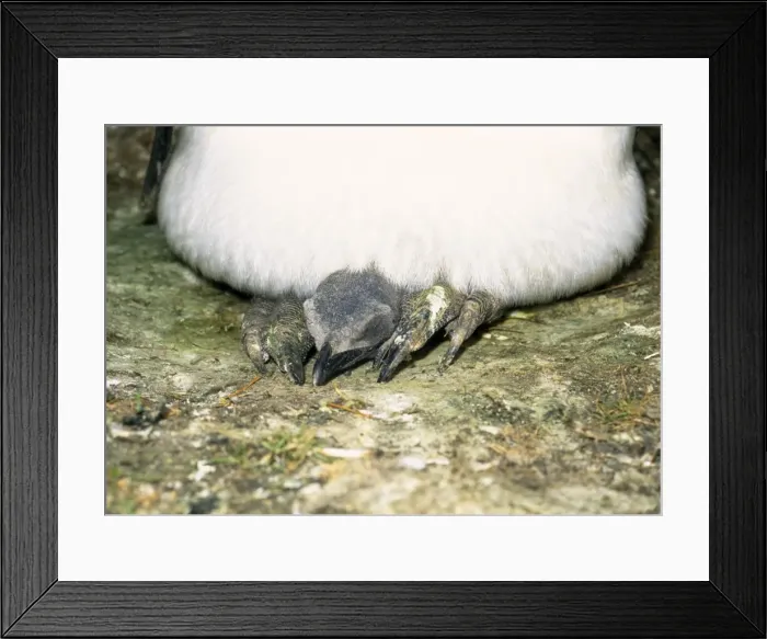 Framed Print : King Penguin - With chick on feet Framed Print : King Penguin - With chick on feet