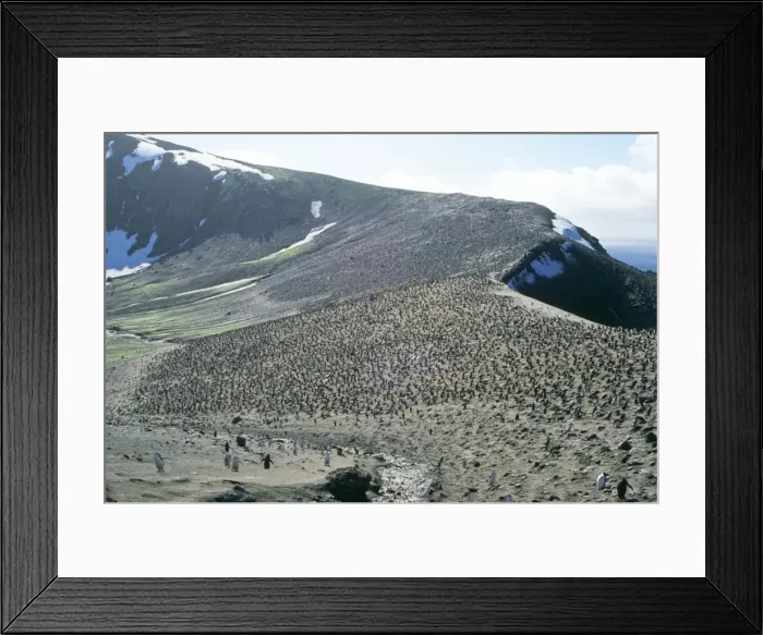 Framed Print : Chinstrap Penguin - colony Deception Island, Antarctica Framed Print : Chinstrap Penguin - colony Deception Island, Antarctica
