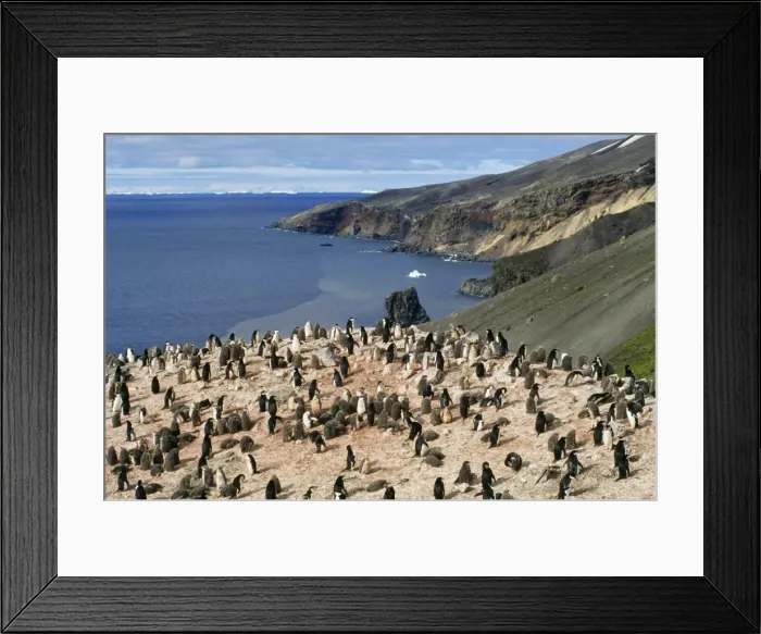 Framed Print : Chinstrap Penguin - colony Deception Island, Antarctica Framed Print : Chinstrap Penguin - colony Deception Island, Antarctica