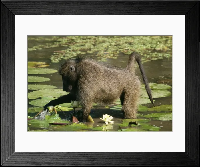 Framed Print : Chacma Baboon Feeding on water lilies Framed Print : Chacma Baboon Feeding on water lilies
