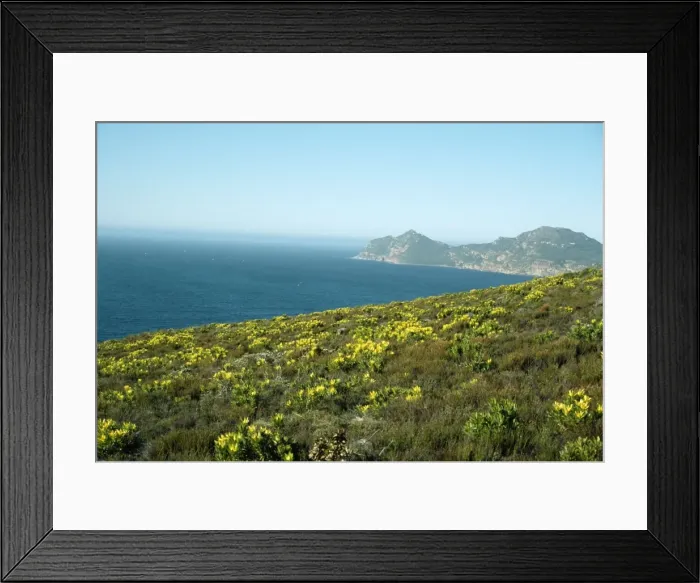 Framed Print : South Africa Fynbos (macchia) near Cape Point Framed Print : South Africa Fynbos (macchia) near Cape Point