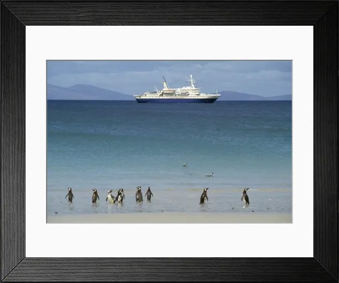 Framed Print : Magellanic Penguins - with cruise ship Falkland Islands Framed Print : Magellanic Penguins - with cruise ship Falkland Islands