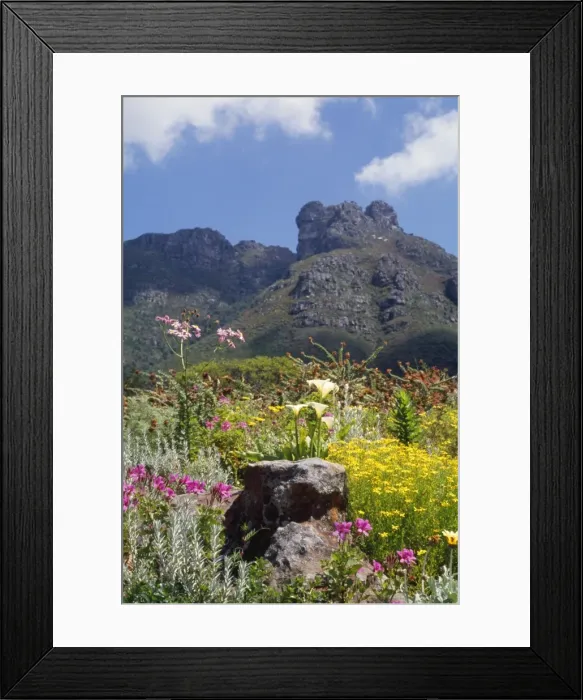 Framed Print : South Africa Kirstenbosch National Botanical Garden in Cape Town, South Africa Framed Print : South Africa Kirstenbosch National Botanical Garden in Cape Town, South Africa