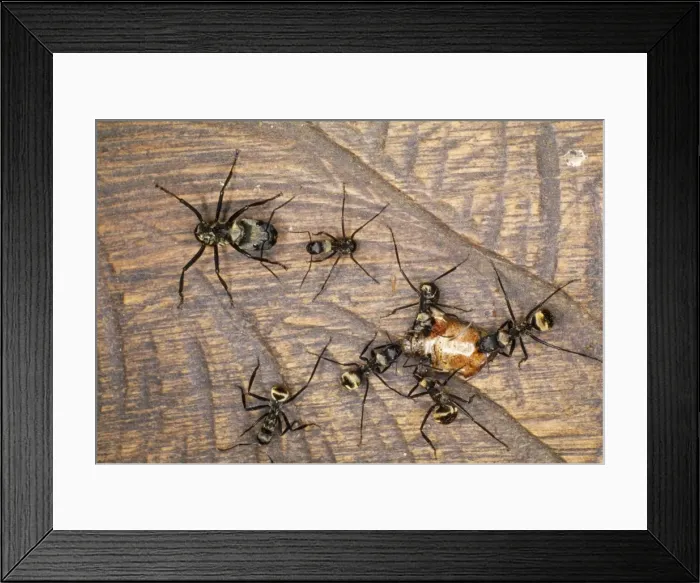 Framed Print : Predator Ants Amazon Rain Forest Framed Print : Predator Ants Amazon Rain Forest