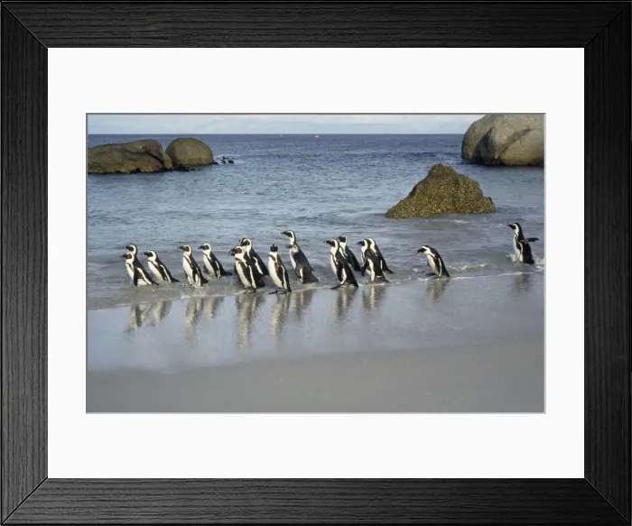 Framed Print : Jackass Penguin South Africa Framed Print : Jackass Penguin South Africa