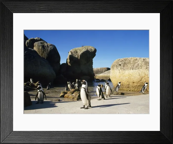 Framed Print : Jackass Penguin South Africa Framed Print : Jackass Penguin South Africa