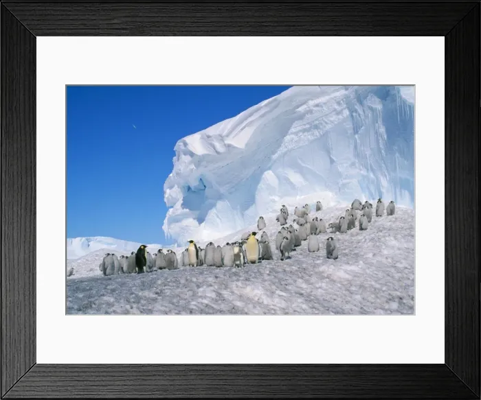 Framed Print : Emperor Penguin - Adult & young Framed Print : Emperor Penguin - Adult & young