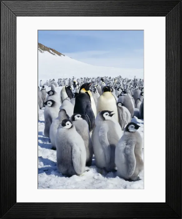 Framed Print : Emperor Penguin - rookery Framed Print : Emperor Penguin - rookery