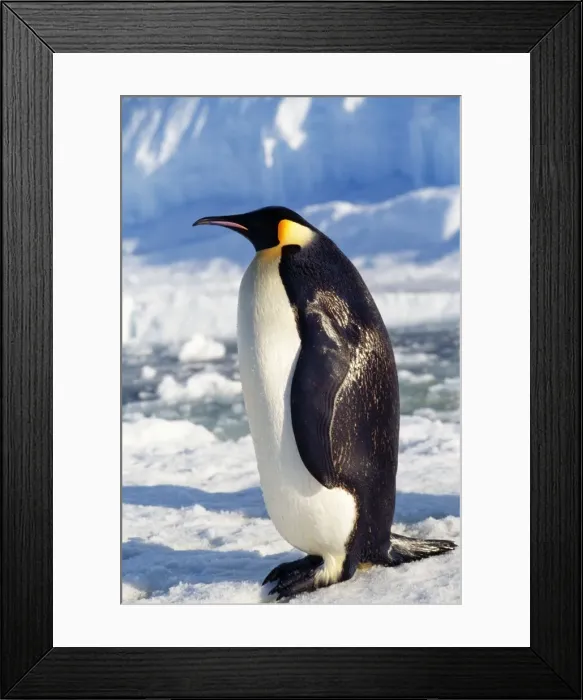 Framed Print : Emperor Penguin Antarctic Framed Print : Emperor Penguin Antarctic