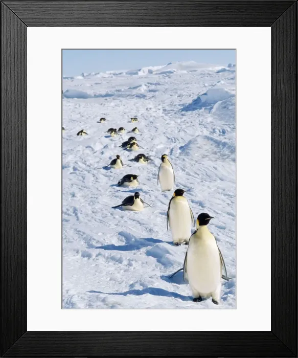 Framed Print : Emperor Penguin - returning to rookery Framed Print : Emperor Penguin - returning to rookery