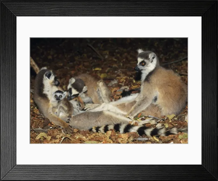 Framed Print : Ring-tailed Lemur - adults with baby Framed Print : Ring-tailed Lemur - adults with baby