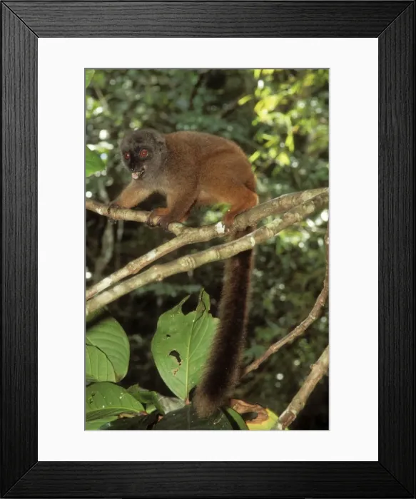 Framed Print : White-fronted Brown Lemar Female Framed Print : White-fronted Brown Lemar Female