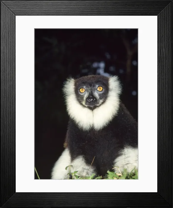 Framed Print : Black & White Ruffed Lemur Framed Print : Black & White Ruffed Lemur