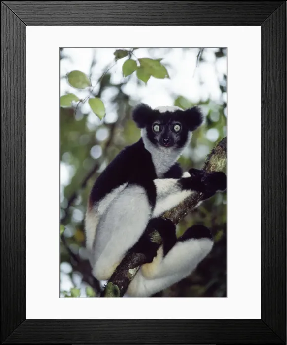 Framed Print : Indri. PS-8242. INDRI - SITTING IN TREE. Indri indri Framed Print : Indri. PS-8242. INDRI - SITTING IN TREE. Indri indri
