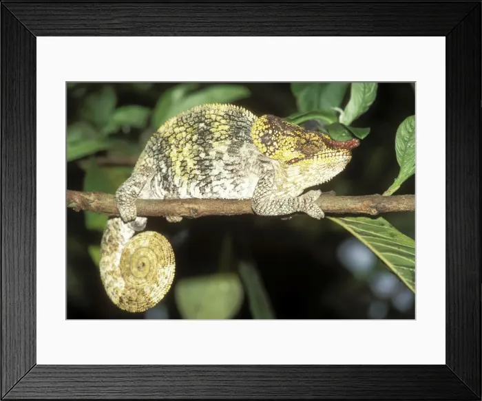 Framed Print : Nose-horned Chameleon Madagascar Framed Print : Nose-horned Chameleon Madagascar