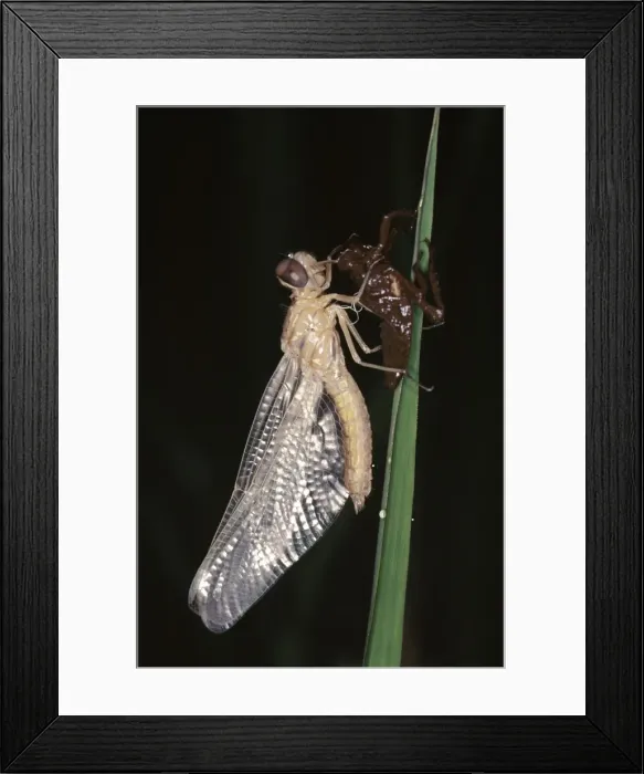 Framed Print : Dragonfly Emerging from nymph stage. Sequence, 4 Framed Print : Dragonfly Emerging from nymph stage. Sequence, 4