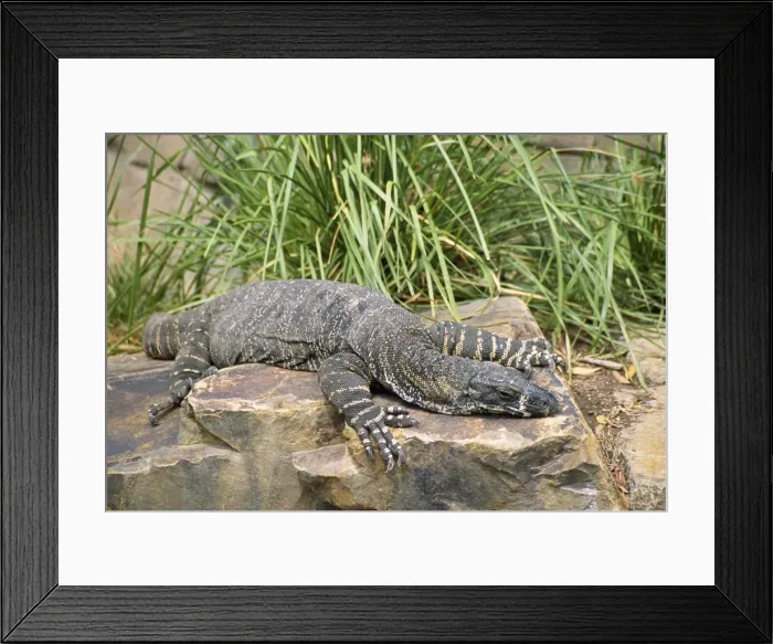 Framed Print : Lace Monitor Lizard Australia Framed Print : Lace Monitor Lizard Australia