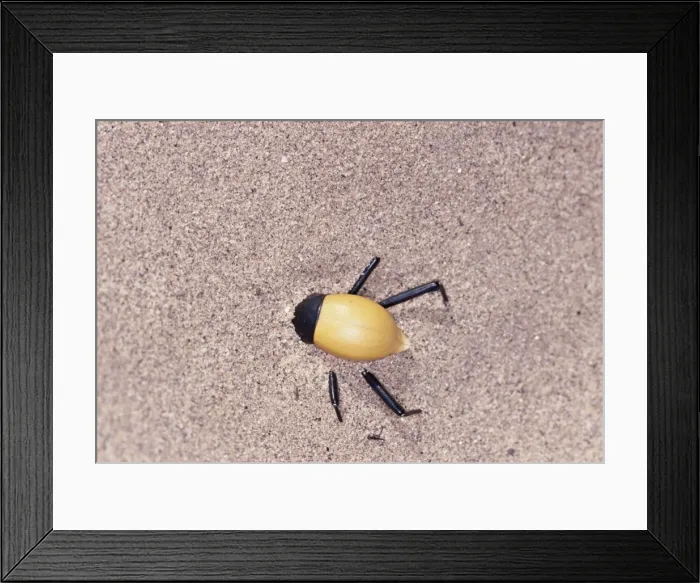 Framed Print : Tenebrionid Beetle - burrowing under sand during heat of day. Skeleton Coast, Namibia, Africa Framed Print : Tenebrionid Beetle - burrowing under sand during heat of day. Skeleton Coast, Namibia, Africa