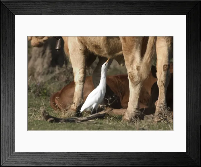 Framed Print : Cattle Egret - picking insects from cattle, November Andalucia, Spain Framed Print : Cattle Egret - picking insects from cattle, November Andalucia, Spain