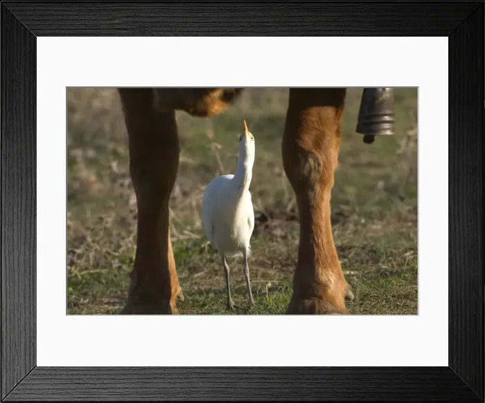 Framed Print : Cattle Egret - picking insects from cattle, November Andalucia, Spain Framed Print : Cattle Egret - picking insects from cattle, November Andalucia, Spain