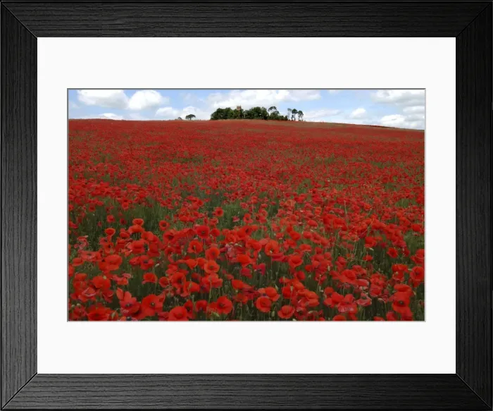 Framed Print : Red Poppies in April Faringdon Oxon UK Framed Print : Red Poppies in April Faringdon Oxon UK
