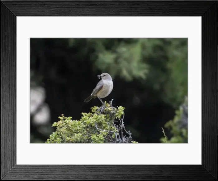 Framed Print : White-throated Robin - Adult female with food for young, Southern Turkey, May Framed Print : White-throated Robin - Adult female with food for young, Southern Turkey, May