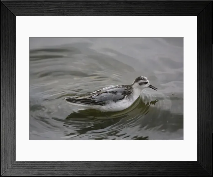 Framed Print : 1st winter Grey Phalarope catching food on migration in Midlands UK Framed Print : 1st winter Grey Phalarope catching food on migration in Midlands UK
